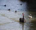 Black Swan Family Swimming - Perth Australia Royalty Free Stock Photo