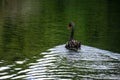 A black swan floating on water