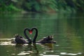 The black swan floating in the lake and make their neck to be a symbol of love.