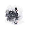 A black swan is floating on the lake. Watercolor illustration Royalty Free Stock Photo