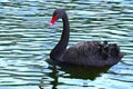 Black Swan. Royalty Free Stock Photo