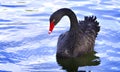 Black Swan. Royalty Free Stock Photo