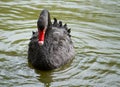 The black swan floats in the pond. Beautiful swan poses on the water Royalty Free Stock Photo