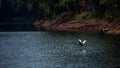 Black swan fly over big lake with star light shine on water surface Royalty Free Stock Photo