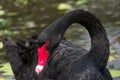 Black swan focus on head