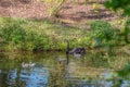 A Black Swan with Four Cygnets Royalty Free Stock Photo