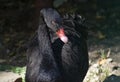 Black Swan Front Profile with Eye