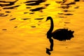 Black swan with golden backgroud