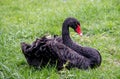 Black swan in the grass Royalty Free Stock Photo