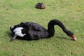 Black Swan on Grass Royalty Free Stock Photo