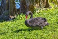 Black Swan On Grass Royalty Free Stock Photo