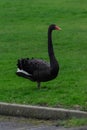 A Black Swan on a Grassed Area Royalty Free Stock Photo