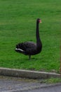 A Black Swan on a Grassed Area Royalty Free Stock Photo
