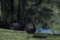 Black swan on green grass Royalty Free Stock Photo