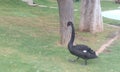 Black Swan on a Green Grass Field