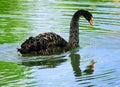 Black Swan in green water Royalty Free Stock Photo