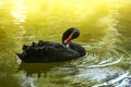 Black swan in green water Royalty Free Stock Photo