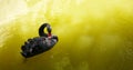 Black swan in green water Royalty Free Stock Photo