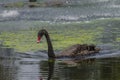 Black Swan in Gympie Qld Royalty Free Stock Photo