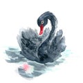 Black Swan hand drawn watercolor illustration Royalty Free Stock Photo