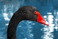 A black swan head close up portrait Royalty Free Stock Photo