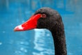 A black swan head close up portrait Royalty Free Stock Photo