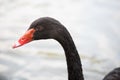 Black swan head closeup Royalty Free Stock Photo