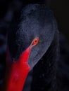 Black swan head detail portrait Royalty Free Stock Photo