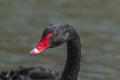 Black swan head Royalty Free Stock Photo