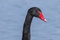 Black swan head Royalty Free Stock Photo