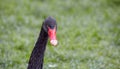 black swan head looking straight into the frame Royalty Free Stock Photo