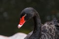 Black Swan head and neck Royalty Free Stock Photo