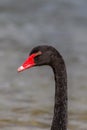 Black Swan head and neck Royalty Free Stock Photo