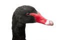 Black swan head with a red beak isolated on white background Royalty Free Stock Photo