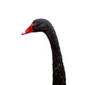 Black swan head on white background, isolate Royalty Free Stock Photo