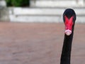 Black swan headshot with head, neck, and red beak in a farm Royalty Free Stock Photo