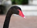 Black swan headshot with head, neck, and red beak in a farm Royalty Free Stock Photo