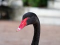 Black swan headshot with head, neck, and red beak in a farm Royalty Free Stock Photo