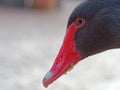 Black swan headshot with head, neck, and red beak in a farm Royalty Free Stock Photo