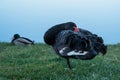 The black swan hid its head standing on the grass. Royalty Free Stock Photo