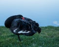 The black swan hid its head standing on the grass. Royalty Free Stock Photo