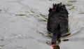 Black swan looking for food close-up Royalty Free Stock Photo