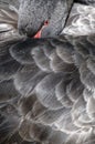 Black swan Royalty Free Stock Photo