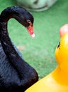 The black swan is interested, looking at the yellow duck statue Royalty Free Stock Photo