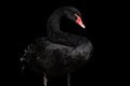 Black swan isolated on black background Cygnus atratus. Beautiful west australian black swan Royalty Free Stock Photo