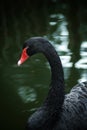 The black swan isolated on the lake