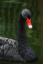 The black swan isolated on the lake