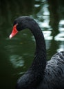 The black swan isolated on the lake