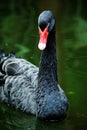 The black swan isolated on the lake