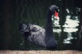 The black swan isolated on the lake